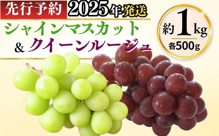 シャインマスカット & クイーンルージュ® 詰め合わせ セット (各約500g/計約1kg)| ぶどう ぶどう