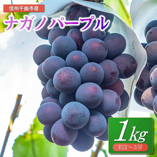 【2026年先行予約】ぶどう ナガノパープル 1kg(2~3房)｜ぶどう