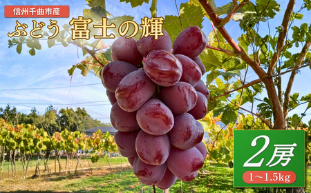 [2026年先行予約]ぶどう 富士の輝 約1~1.5kg(2房)| ぶどう