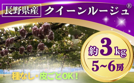 y2026Ns\zԂǂ NC[[WR 3kg(5~6[) b ʕ t[c ԂԂǂ  uhE 햳 Ȃ 炲 Ȏs 쌧 MB