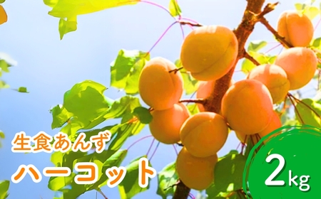 [2026年先行予約]あんず ハーコット(生食/皮ごとOK) 約2kg | あんず 生食用 千曲市産 長野県 信州