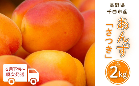 [2026年先行予約]あんず さつき(長野県オリジナル品種) 約2kg | あんず 長野県産 千曲市 信州