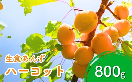 [2026年先行予約]あんず ハーコット(生食/皮ごとOK) 約800g |あんず 生食用 千曲市産 長野県 信州