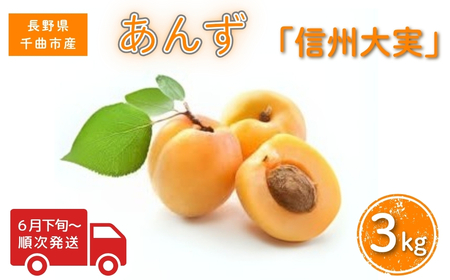 y2026Ns\z MB(쌧IWii) 3kg | ȎsY 쌧 MB