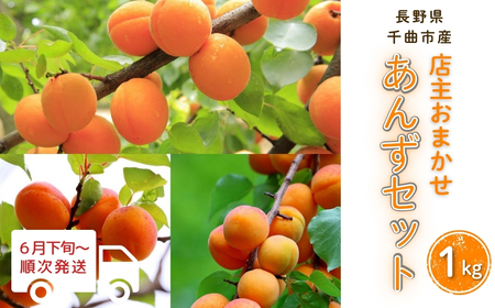 [2026年先行予約]あんず 園主おまかせ セット 計約1kg |あんず 昭和 信州大実 さつき 千曲市産 長野県 信州