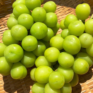 y2026Ns\zVC}XJbg 400gȏ(1[) | VC}XJbg