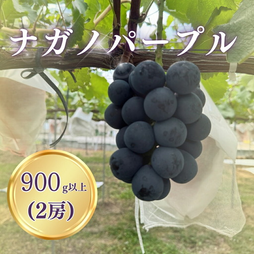 【2026年先行予約】ナガノパープル 900g以上（2房）｜ぶどう ぶどう