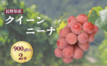 [2026年先行予約]クイーンニーナ 900g以上(2房)|ぶどう ぶどう