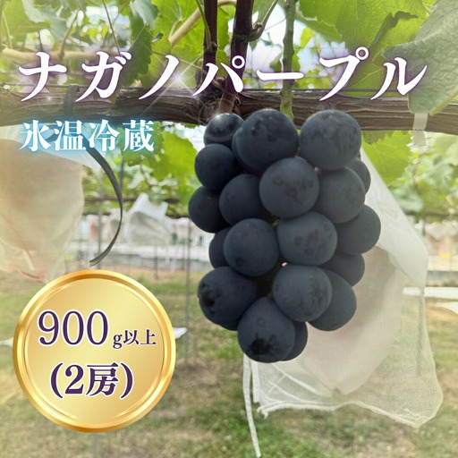 [2026年先行予約]氷温保存ナガノパープル 900g以上(2房)|ぶどう