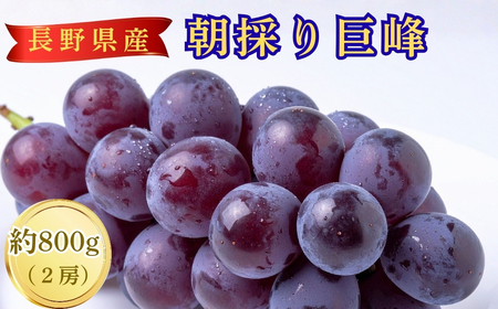 [2026年先行予約]朝採り 巨峰 約800g | 巨峰 千曲市 長野県産 信州