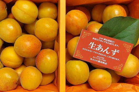 [2025年先行予約]あんず 生食&加工用 バラ約2kg | あんず あんず あんず あんず あんず