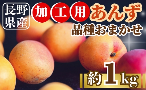 [2026年先行予約]あんず品種おまかせ加工用 約1kg|あんず