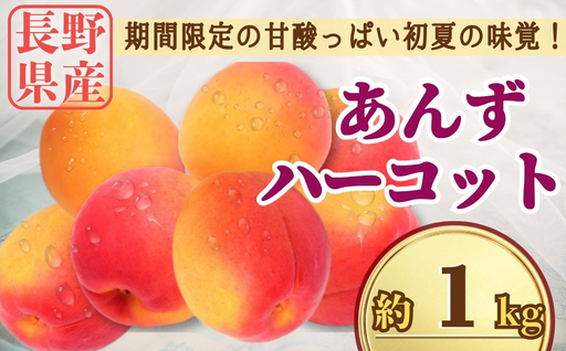 [2026年先行予約]あんず ハーコット 約1kg|あんず