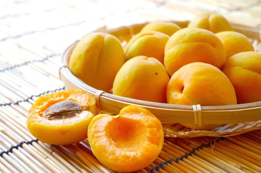 [2026年先行予約]長野県千曲市産 加工用(訳あり)生あんず 1.5kg | あんず