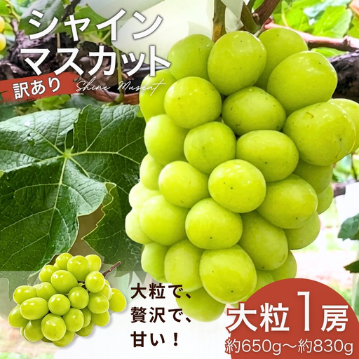 [2026年先行予約]訳あり シャインマスカット 大粒(約650g~約830g×1房) | シャインマスカット
