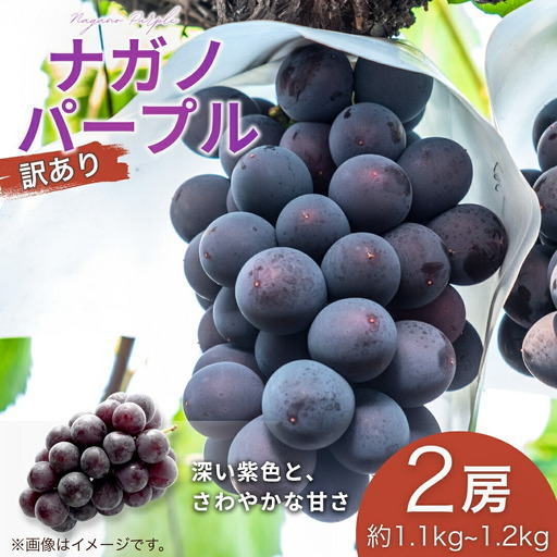 【2026年先行予約】訳あり ナガノパープル 約1.1~約1.2kg(約550g~約600g×2房） | ナガノパープル