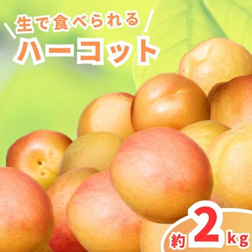 ハーコット あんず 約2kg | あんず