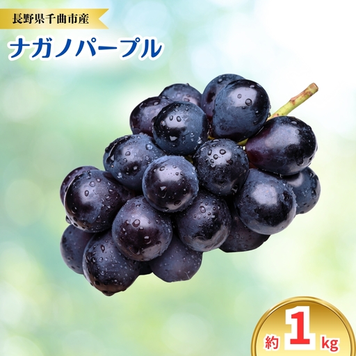 [2026年先行予約]ナガノパープル 約1kg|ぶどう 大粒 白ぶどう 種無し 皮ごと 信州 長野県 千曲市