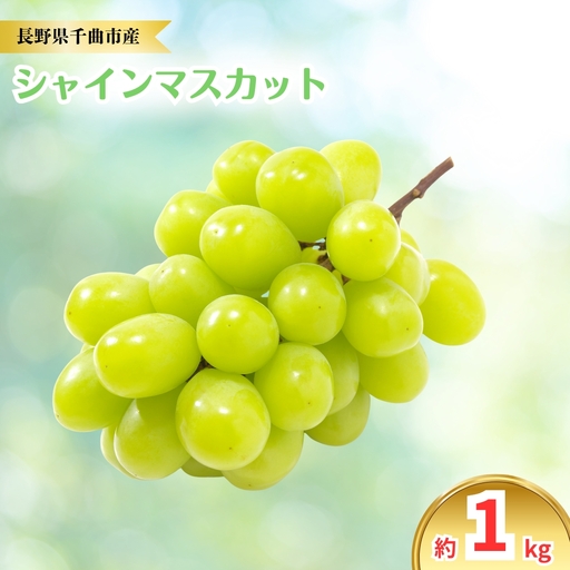 [2026年先行予約]シャインマスカット 約1kg|ぶどう 大粒 白ぶどう 種無し 皮ごと 信州 長野県 千曲市