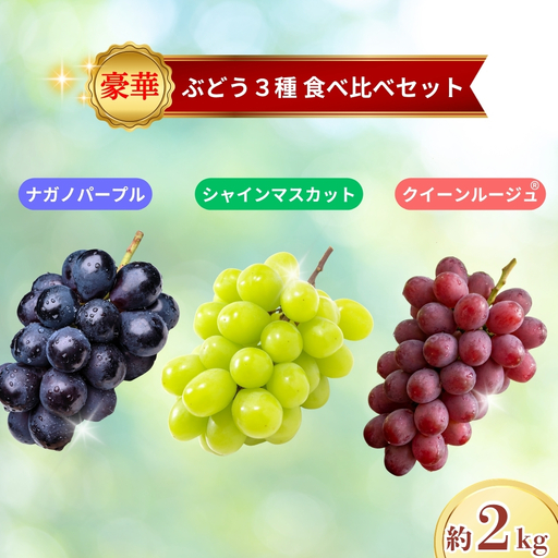 [2026年先行予約]ブドウ3種食べ比べセット約2kg(シャインマスカット・ナガノパープル・クイーンルージュR)|ぶどう 大粒 白ぶどう 種無し 皮ごと 信州 長野県 千曲市
