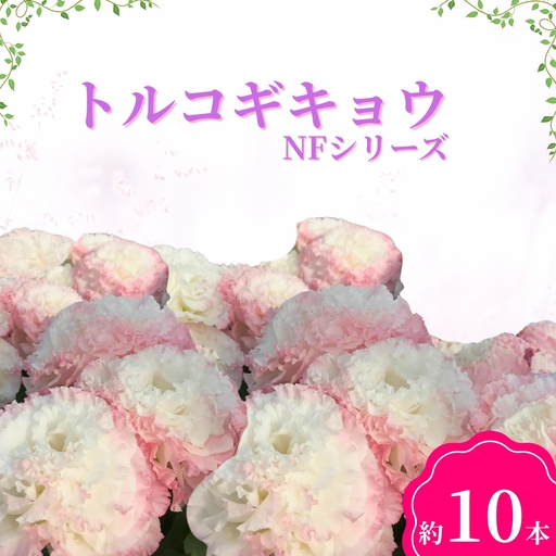 [2026年先行予約]トルコギキョウ(NFシリーズ)| 花束 生花 フラワー とるこぎきょう 信州 長野県 千曲市