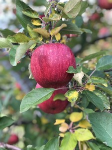 [2025年先行予約]りんご サンふじ 家庭用 約10kg [中島農園] | りんご りんご りんご りんご りんご
