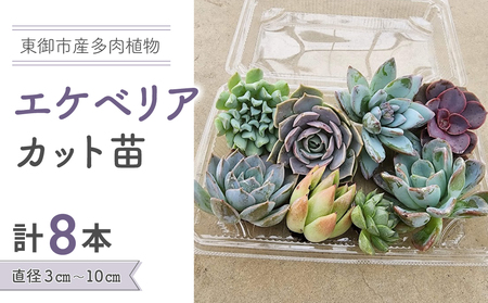 【テールマウンテン】東御市産多肉植物 エケベリア カット苗（8本セット）