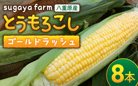[sugaya farm]とうもろこし(ゴールドラッシュ)8本セット とうもろこしとうもろこしとうもろこしとうもろこしとうもろこしとうもろこしとうもろこし