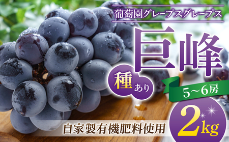 【葡萄園グレープスグレープス】種あり巨峰 約２kg（５～６房）　巨峰大粒巨峰 有核巨峰 巨峰 信州巨峰 巨峰