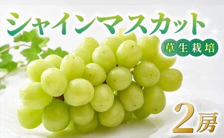 シャインマスカット ご贈答品 2房(月曜、火曜、金曜発送限定)シャインマスカットシャインマスカットシャインマスカットシャインマスカットシャインマスカットシャインマスカットシャインマスカット