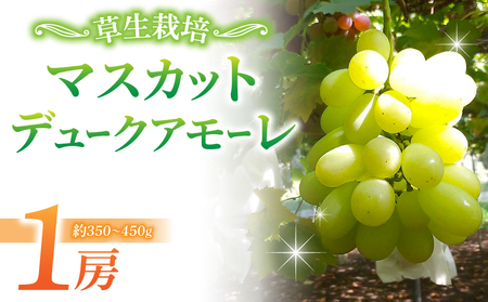 [草生栽培]マスカット・デュークアモーレ ご贈答品 1房(約350〜450g)| 高級ぶどう