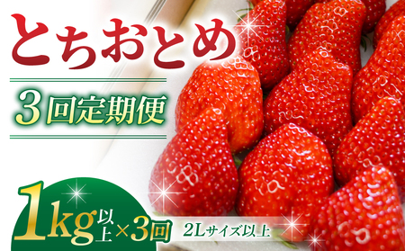 [3回定期便]東御市産いちご「とちおとめ」(1kg以上) いちご 苺 いちご 苺 いちご 苺 いちご 苺