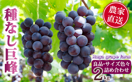 [先行受付2025年発送]種無し巨峰2kg 良品サイズ色々詰め合わせ|Ruga grape farm ※2025年8月下旬~10月上旬頃発送予定 巨峰巨峰巨峰巨峰巨峰