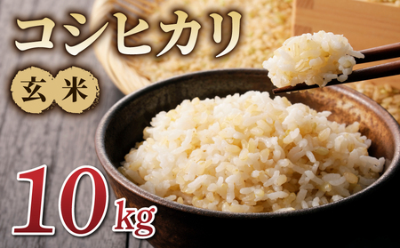 令和7年産新米!コシヒカリ玄米10kg ※2025年10月上旬以降順次発送 玄米玄米玄米玄米玄米玄米玄米
