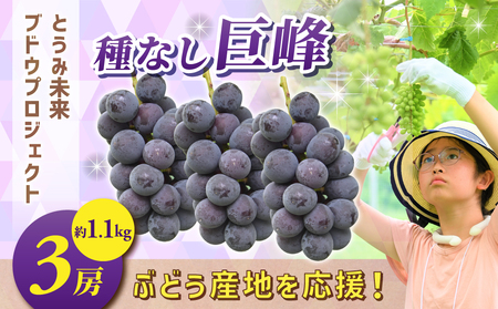 産地応援!とうみ未来ブドウプロジェクト 種なし巨峰 3房(約1.1kg)[秋お届け]|ぶどう贈答用ギフト種無し巨峰巨峰巨峰巨峰巨峰巨峰