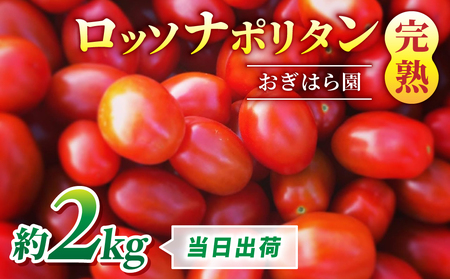 [おぎはら園]農家直送!朝採れイタリアンミニトマト「ロッソナポリタン」約2kg トマトトマトトマトトマトトマト新鮮野菜旬野菜高鮮度