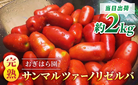 [おぎはら園]農家直送!朝採れイタリアンミニトマト「サンマルツァーノリゼルバ」約2kg 加工用トマトトマトトマトトマト新鮮野菜旬野菜高鮮度完熟