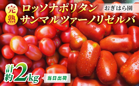 [おぎはら園]農家直送!朝採れイタリアンミニトマト2種セット「ロッソナポリタン」「サンマルツァーノリゼルバ」各約1kg トマトトマトトマトトマトトマトトマト新鮮野菜旬野菜高鮮度完熟