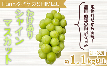 [清水農園]わけありシャインマスカット約1.1kg(2〜3房)シャインマスカットシャインマスカットシャインマスカットシャインマスカットシャインマスカットシャインマスカットシャインマスカット