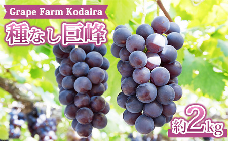 [Grape Farm Kodaira]種なし巨峰 約2kg(4〜6房)