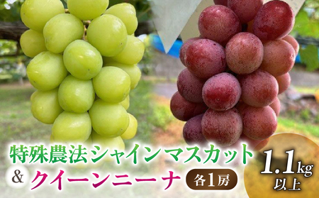 [信州東御ぶどう園]特殊農法シャインマスカット&クイーンニーナ、各1房(1.1kg以上)贈答用 シャインマスカットシャインマスカットシャインマスカットシャインマスカットシャインマスカットシャインマスカット
