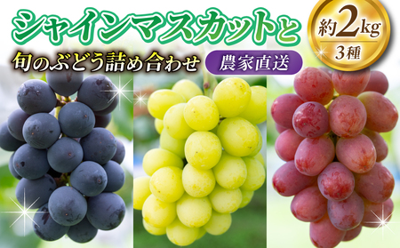 2026Nstyє_zVC}XJbgƏ{3̂Ԃǂlߍ킹Zbg 2kgbVC}XJbgANC[j[iANC[[W(R)AVimX}CAȂAiK