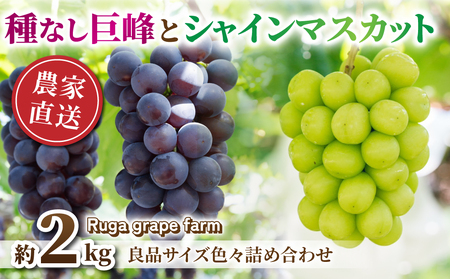 yst2026NzVC}XJbgȂ@v2kgǕiTCYFXlߍ킹Zbg2026N8{ȍ~\ jAyjx݁bRuga grape farm