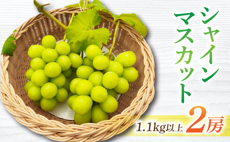 �y��s��t2026�N�����z���쌧����s�Y�V���C���}�X�J�b�g2�[�@1.1kg�ȏて2026�N9�����{�ȍ~��������