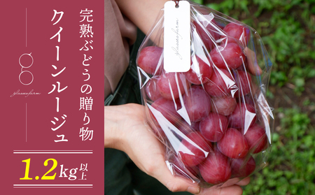 [先行受付2026年発送]完熟ぶどうの贈り物(クイーンルージュ(R) 1.2kg以上(2〜3房))|glasses farm ※2026年9月下旬〜10月中旬頃発送予定