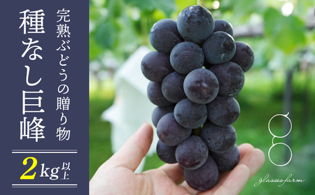 [先行受付2026年発送]完熟ぶどうの贈り物(種なし巨峰4〜5房、2kg以上)|glasses farm ※2026年9月下旬以降発送予定