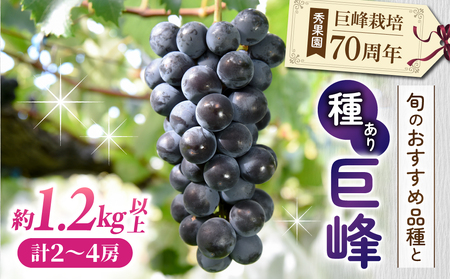 [先行受付2026年発送]巨峰栽培70周年記念セット(巨峰と旬のおすすめ品種、計2〜4房、約1.2kg〜1.5kg)|秀果園 ※2026年9月中旬〜10月中旬順次発送