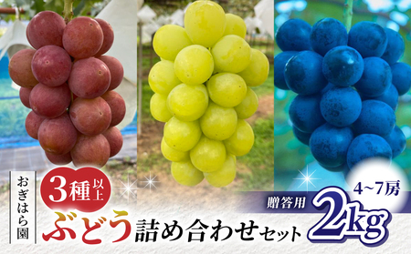 [2026年先行受付]農家直送!贈答用ぶどう詰め合わせセット 2kg(4~7房)|おぎはら園(シャインマスカット、種なし巨峰、ナガノパープル 、クイーンニーナ、クイーンルージュ®など) ※2026年9月中旬〜10月上旬順次発送
