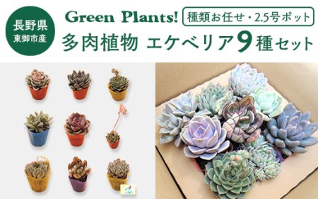 東御市産Green Plants! 多肉植物 エケベリア9種セット(2.5号ポット)| 趣味 園芸 寄せ植え