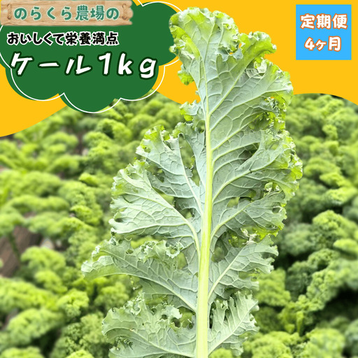 【先行受付】のらくら農場 ケール１kg　4か月定期便 [NK-T523]